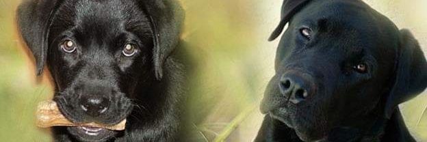 VaC2012's profile banner image