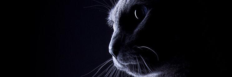 dialyezu's profile banner image