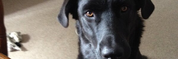 SpanglerBrandon Profile Banner