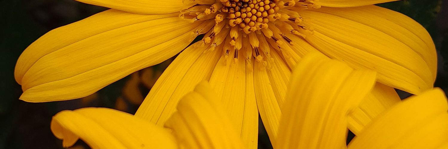 dheaanns's profile banner image