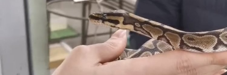 雑食動物ちゃん banner