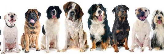 Shuckford's profile banner image