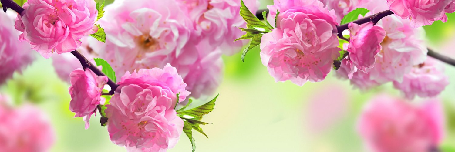 lightdelicious's profile banner image