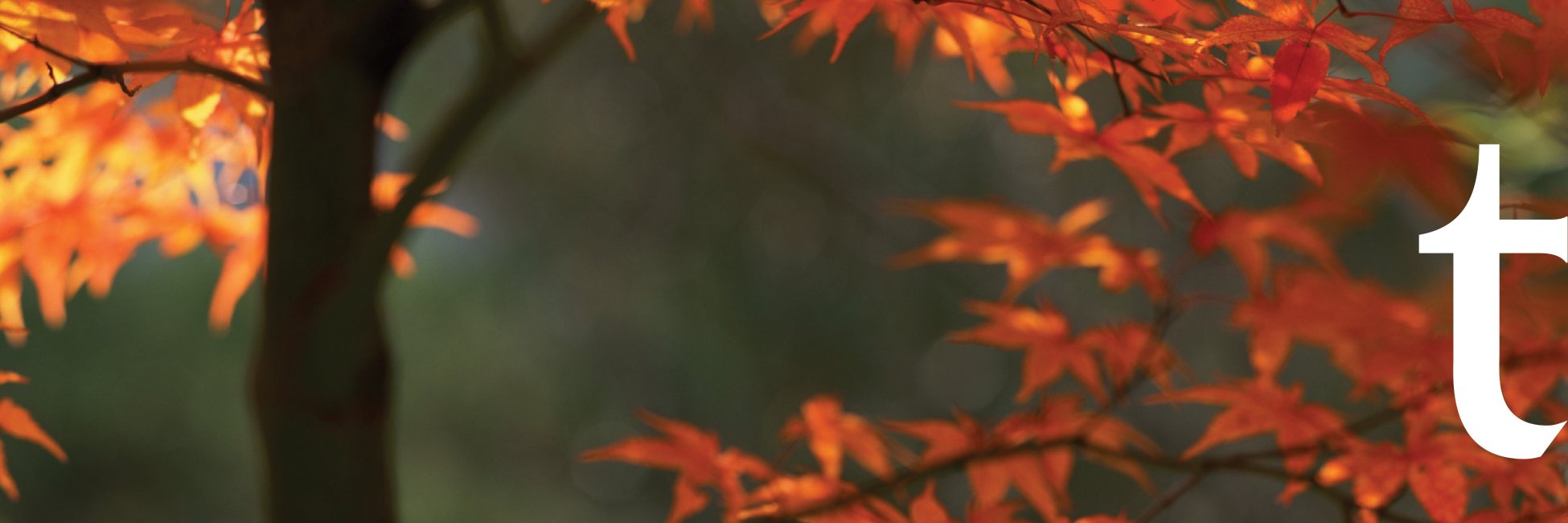TavaresGroup's profile banner image
