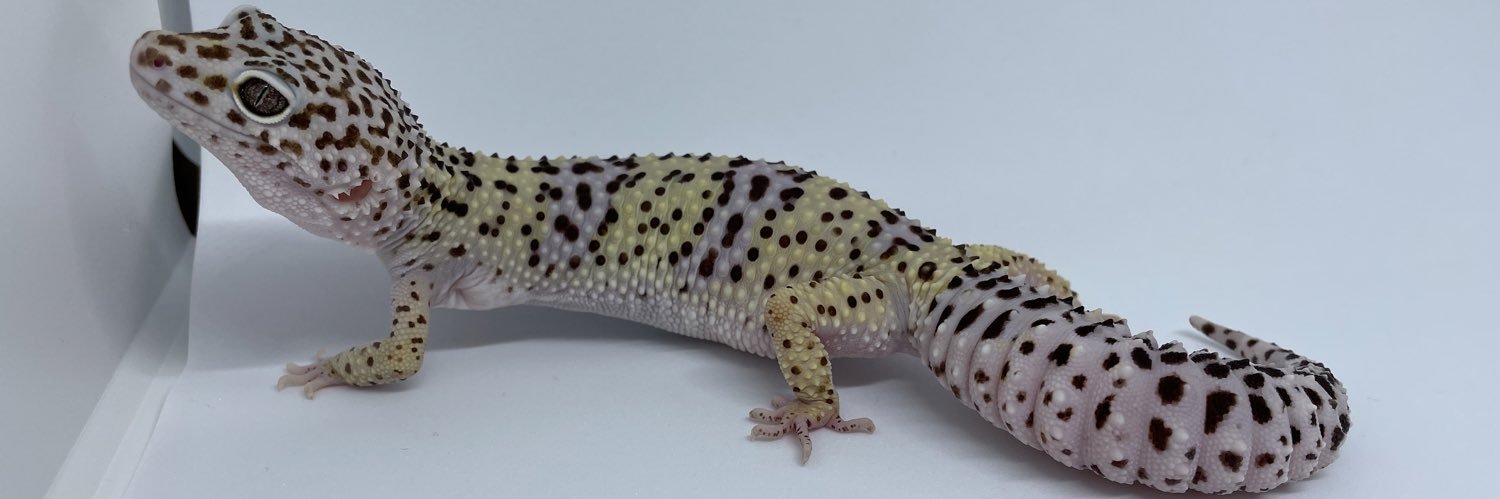 nadetun's profile banner image