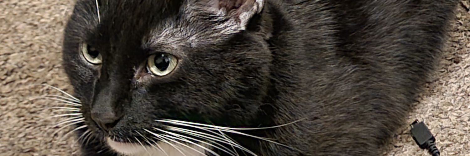 GameGenie95's profile banner image