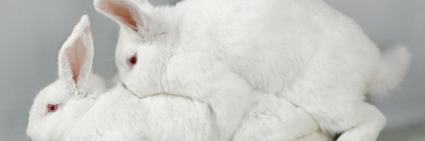conejarabbit's profile banner image