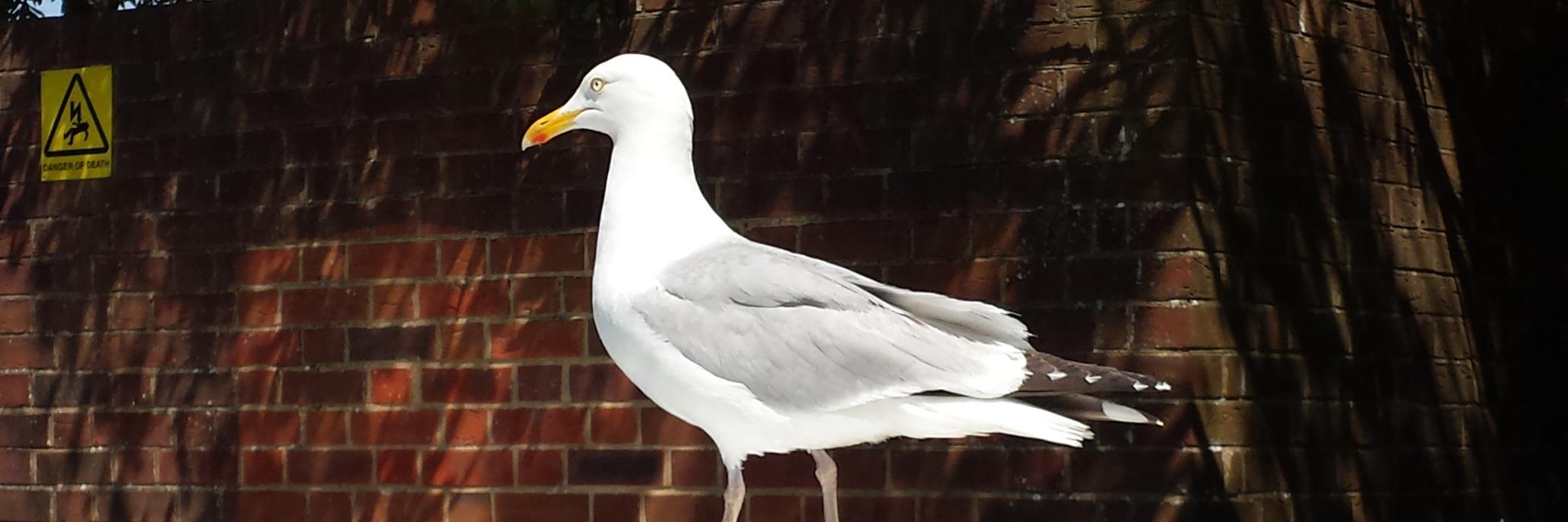 Top_Gull's profile banner image
