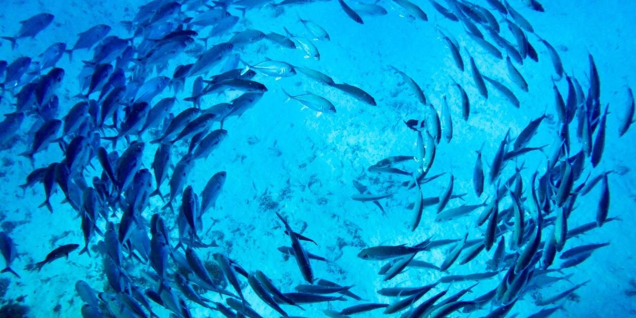 Sebastian Stein banner