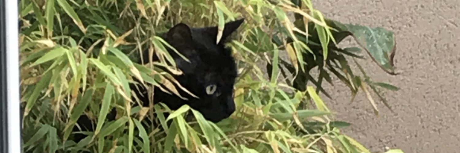 LAwomaniac's profile banner image