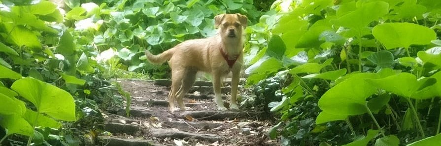 Aidan ¯\_(ツ)_/¯ banner