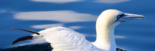 Alison Macleod banner