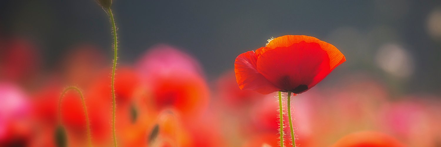 André Brasse 💚 banner