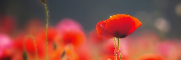 andrebrasse Profile Banner