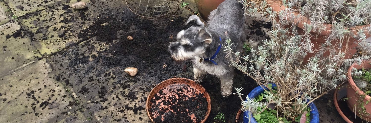 Lady Miniature of Schnauzer🇪🇺🌹🕷️ banner