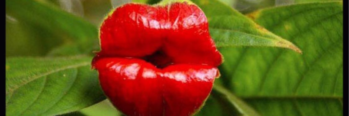 AmyChildsCollection banner