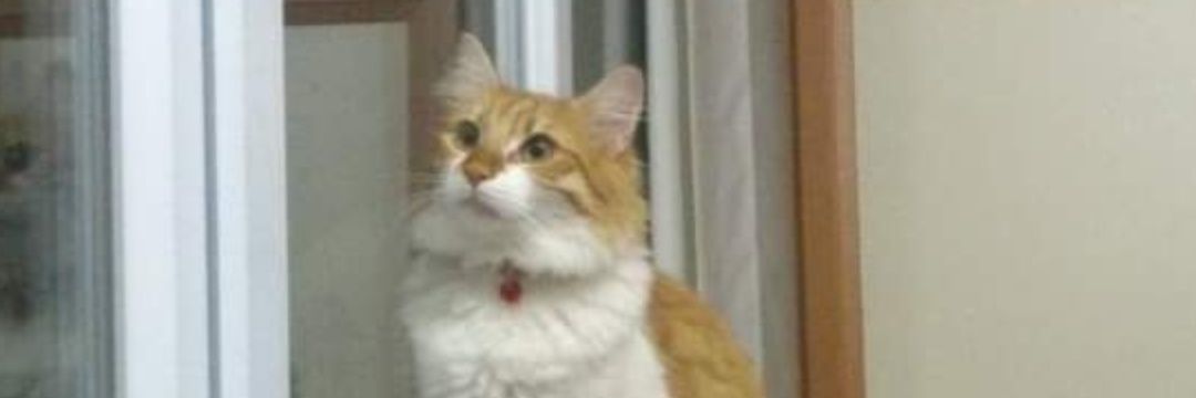 Ali Taşkıran banner