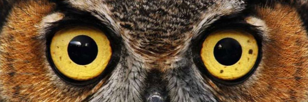 wendelinothird's profile banner image