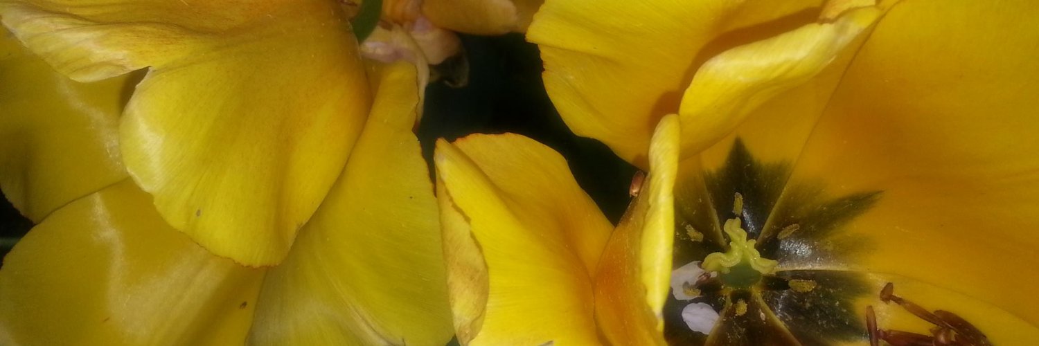 JaneCahane's profile banner image