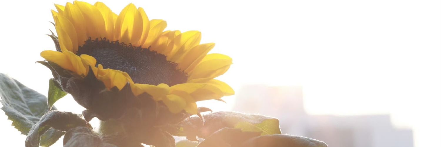boomoona's profile banner image