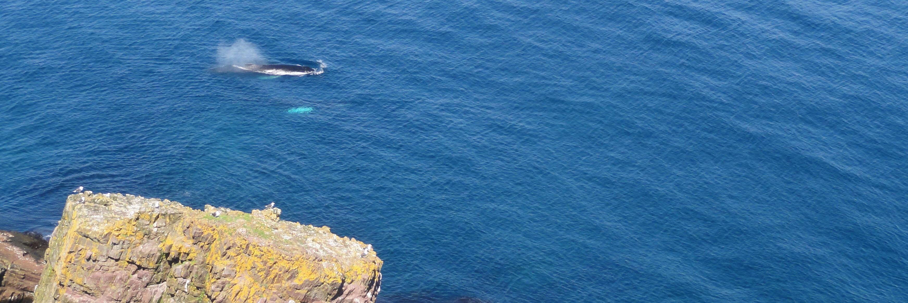 Christopher Rowley banner