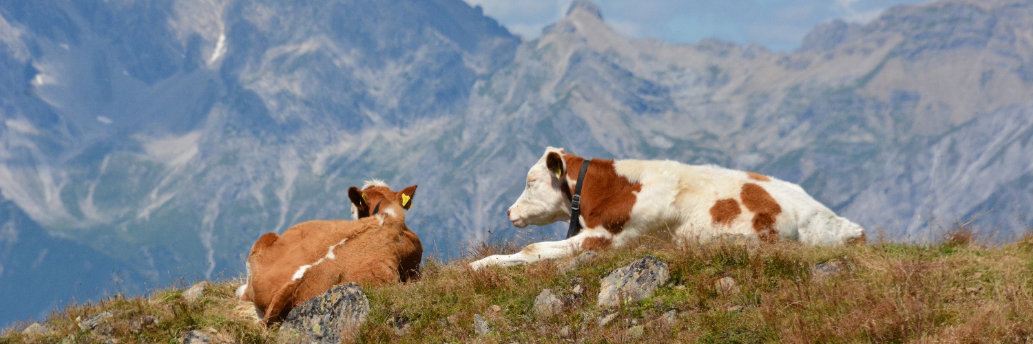 DirkDeBeule's profile banner image