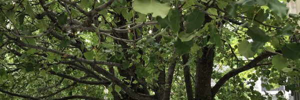 peteedyson Profile Banner