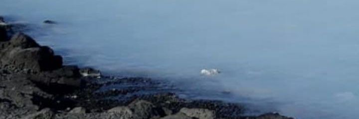blucornmoon's profile banner image