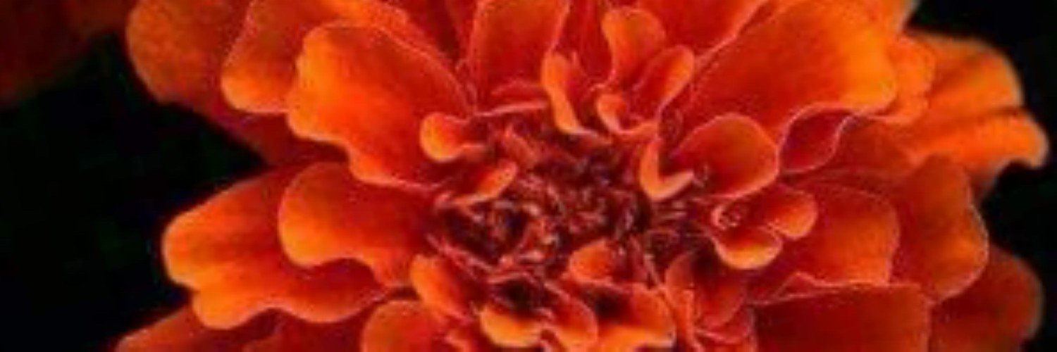 arve_bee's profile banner image