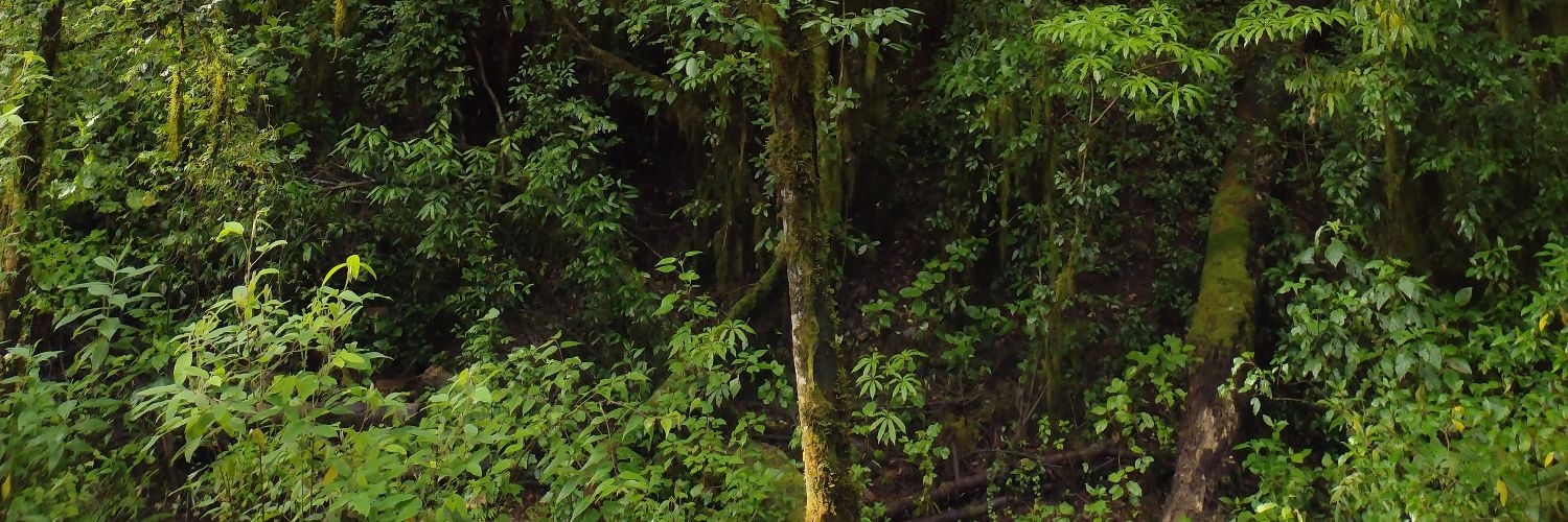AyutLau's profile banner image