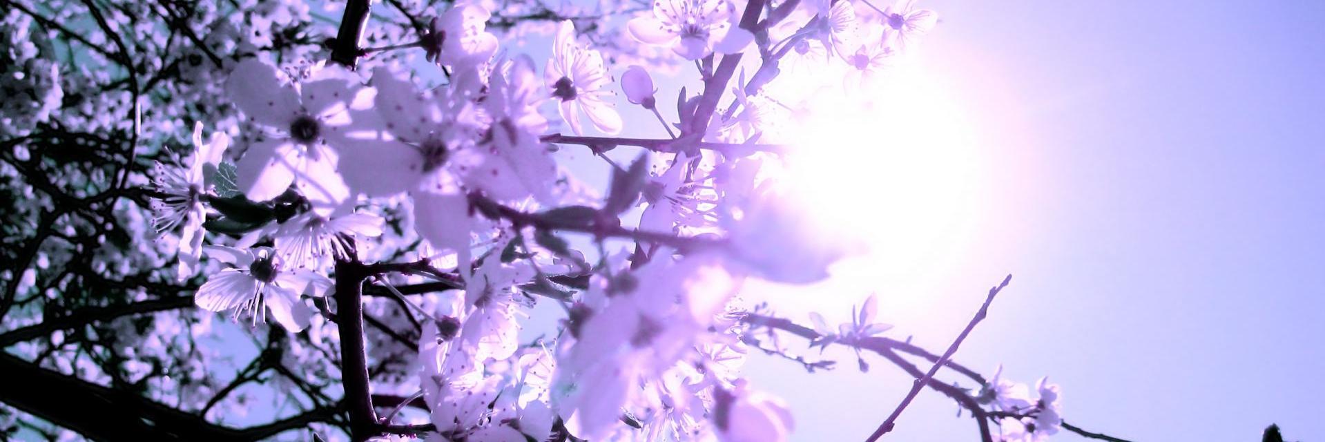 CamilaCandelacc's profile banner image