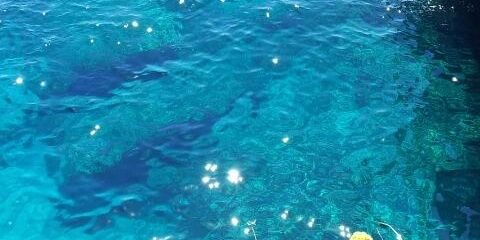 Giulia De Giorgio banner