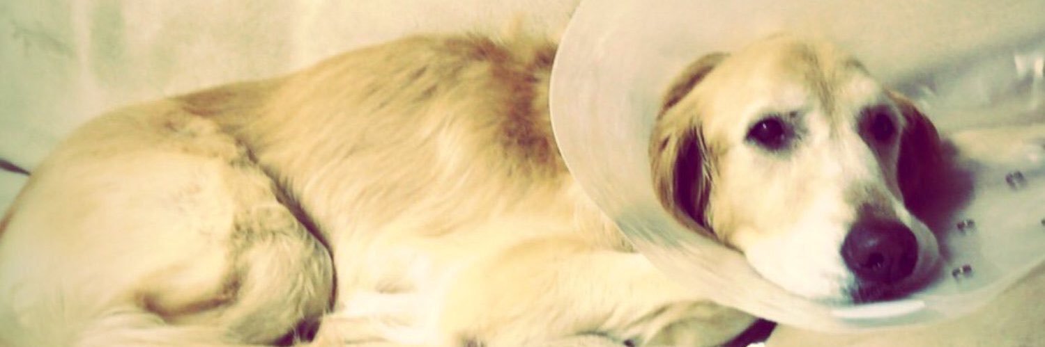 noel__hiro's profile banner image