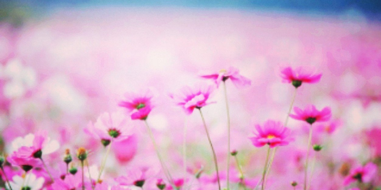 marcela_ramiro's profile banner image