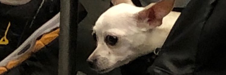 jojojoyjojoy's profile banner image
