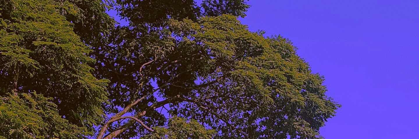 raeseee's profile banner image