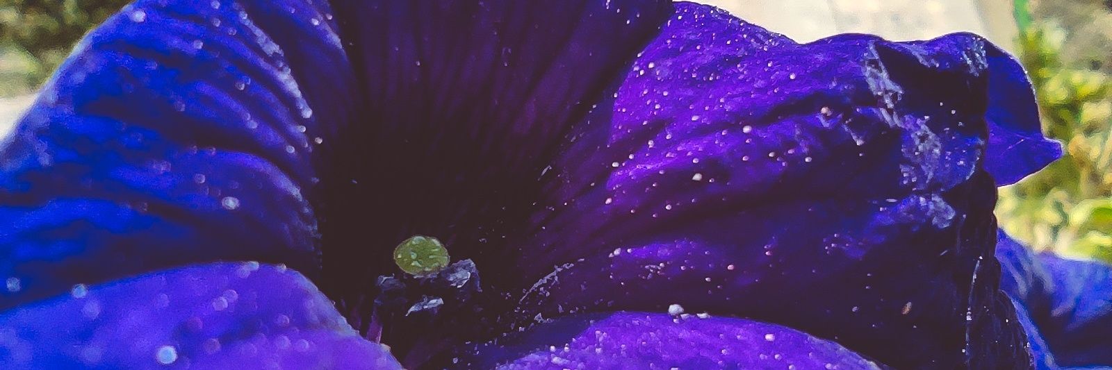 SheyAlonso's profile banner image