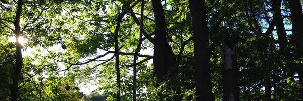 ernestwhiteii Profile Banner