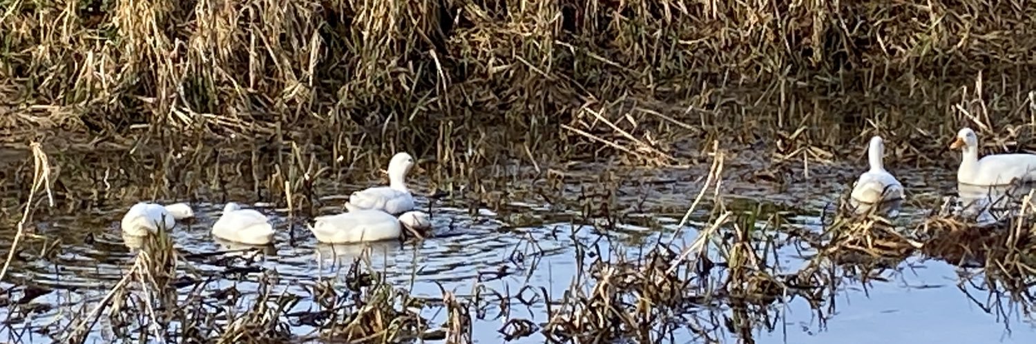 Anna zonder blauw vinkje banner