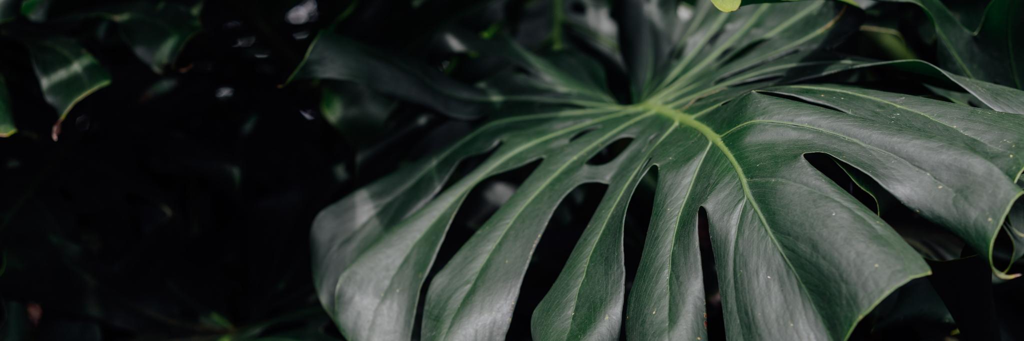 PHYTO USA banner