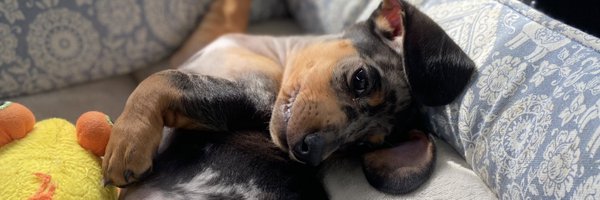 LaceyMack Profile Banner