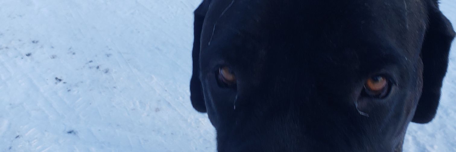 x-Scotty D Know banner