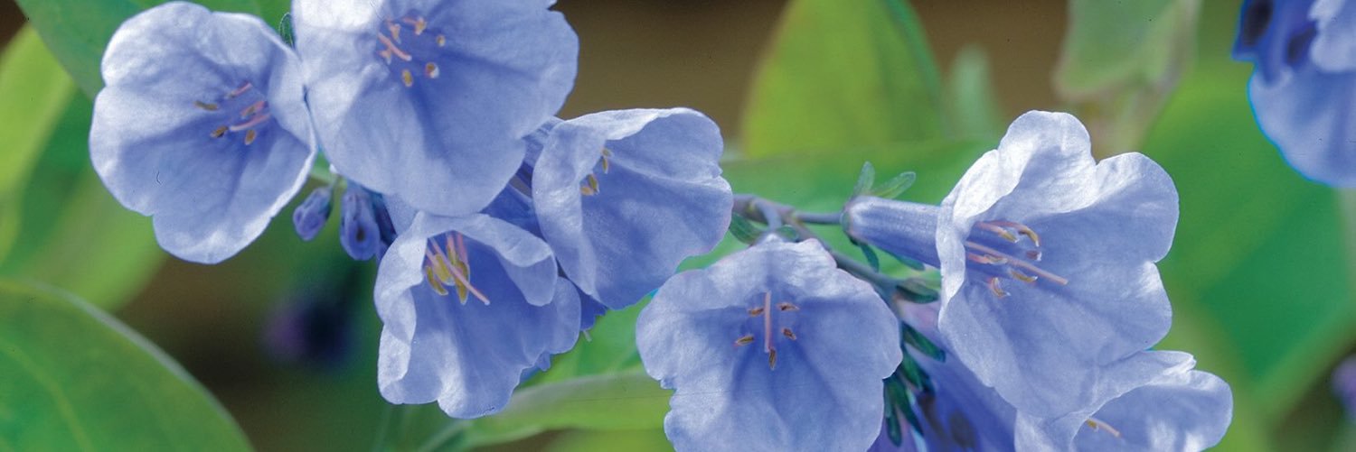 springhill_'s profile banner image