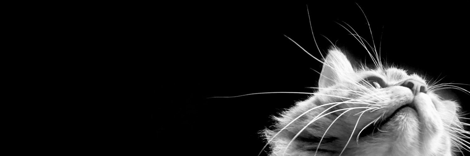 coppiekat's profile banner image