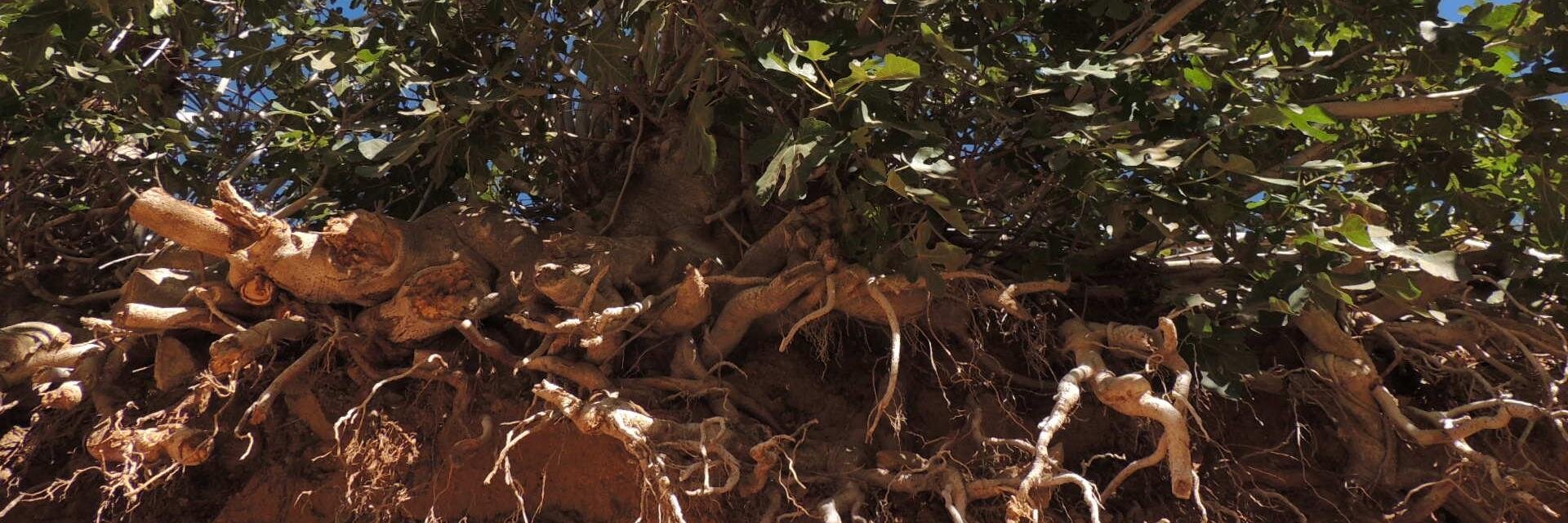 Felipe Palma Rojas banner