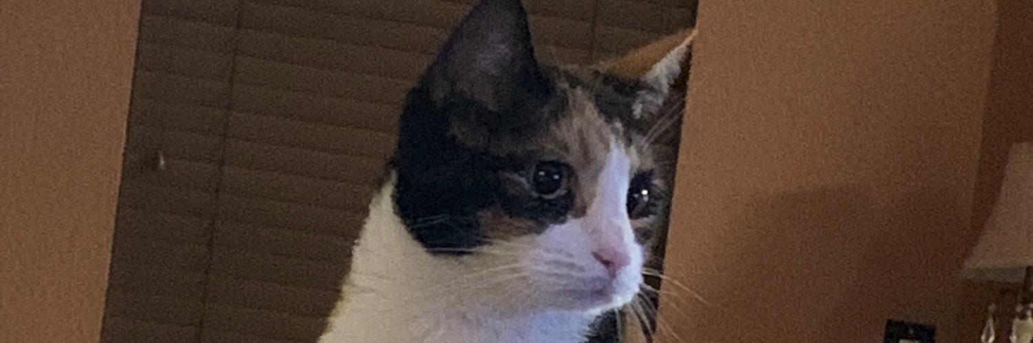 pmeloni's profile banner image