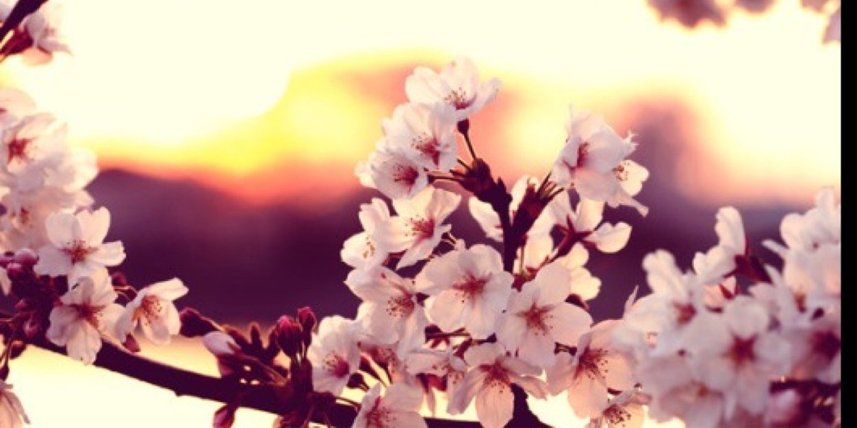 Adrienne Walker banner