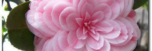 wellnesswealth's profile banner image