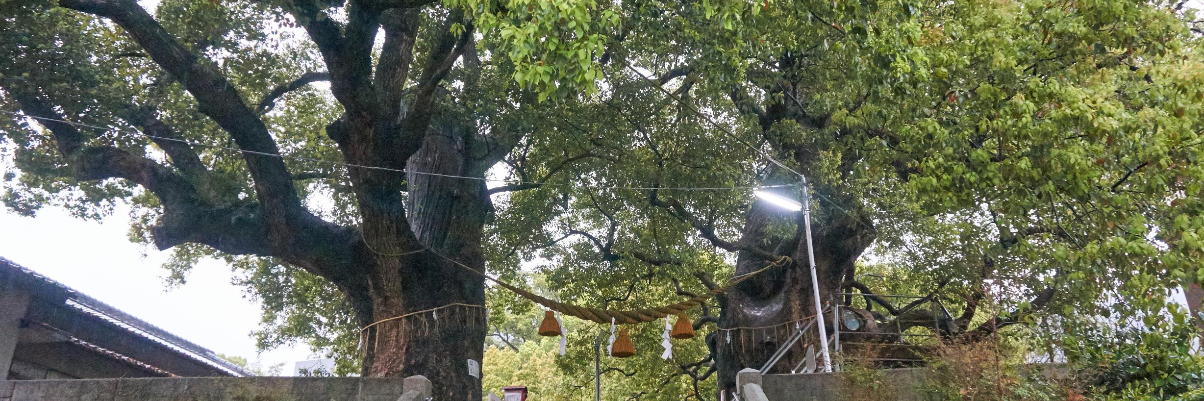 よすけっちょ banner