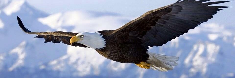 altin3434's profile banner image